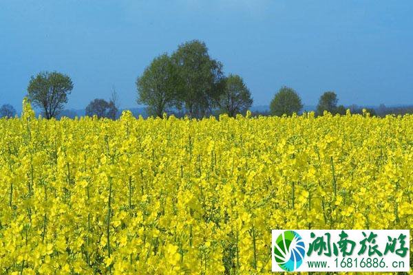 2022天津看油菜花最好的地方 附最佳观赏时间