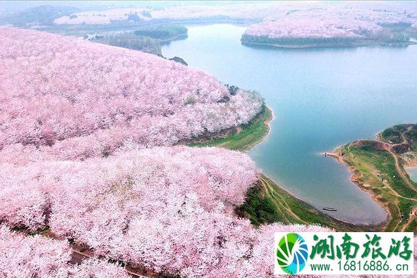 安顺平坝樱花攻略 附自驾信息和花期介绍