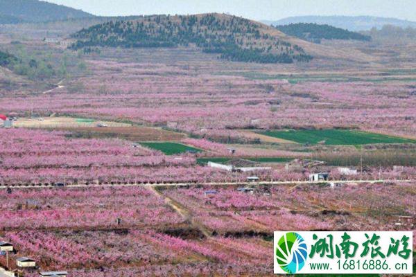 肥城桃花节是几月几日2022