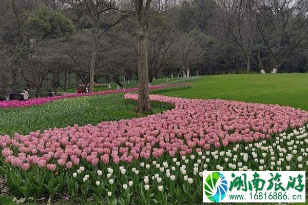 太子湾公园郁金香花展是几月几日2022