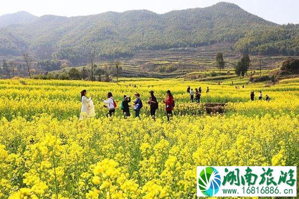 西畈油菜花赏花基地怎么样?怎么去?预约指南