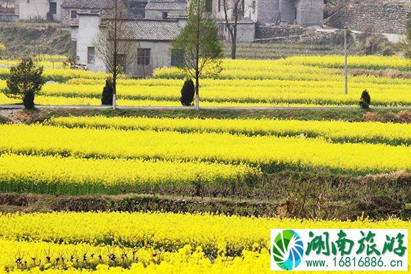 黟县油菜花什么时候开2022 最佳观赏时间及地点