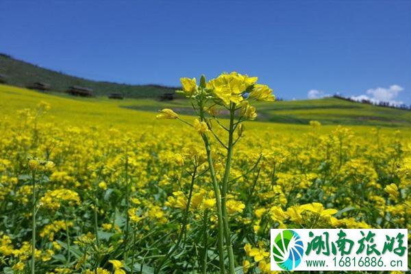 门源百里油菜花海景区在哪里 最佳赏花点推荐