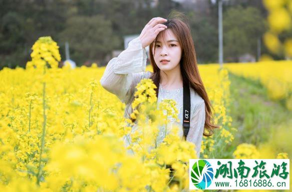 油菜花拍照姿势图片大全 掌握这些油菜花拍照技巧出图美美的