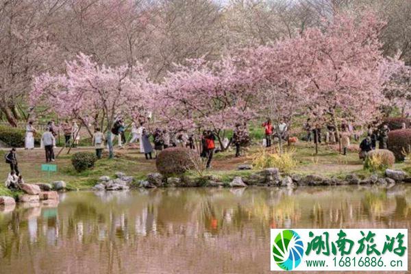 东湖樱园什么时候闭园