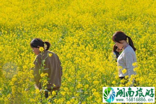 洋湖湿地公园油菜花怎么去?什么时候开花?