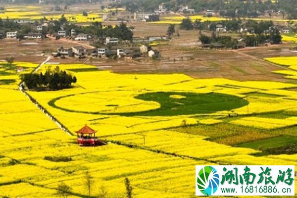 潼南油菜花景区在哪里?怎么去?