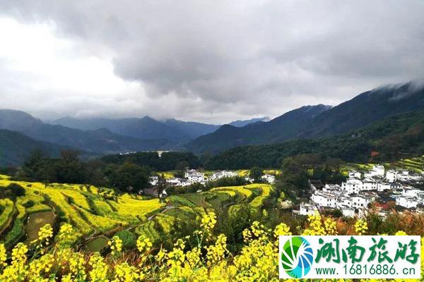 国内油菜花最佳观景地推荐