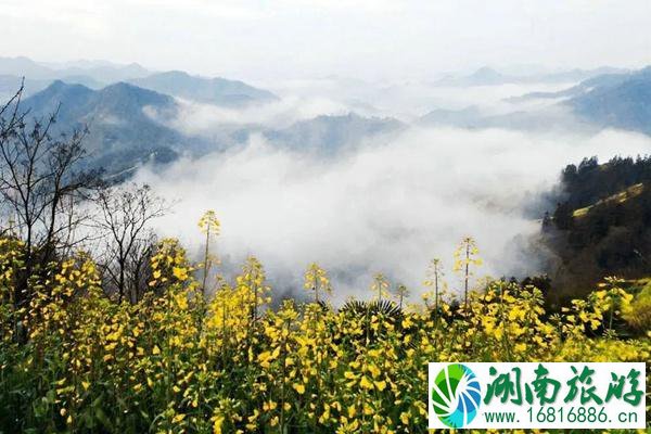 国内油菜花最佳观景地推荐