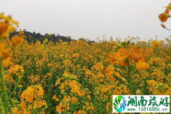 渔溪桥村太古岛油菜花什么时候开?具体地址在哪?