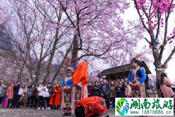 九皇山辛夷花最佳时间 2022九皇山辛夷花花期