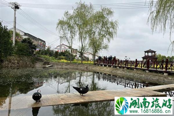 梁子湖油菜花在哪?最佳观赏时间是什么时候?