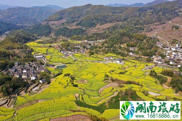 奉化西畈村油菜花定位在哪?盛花期是什么时候?