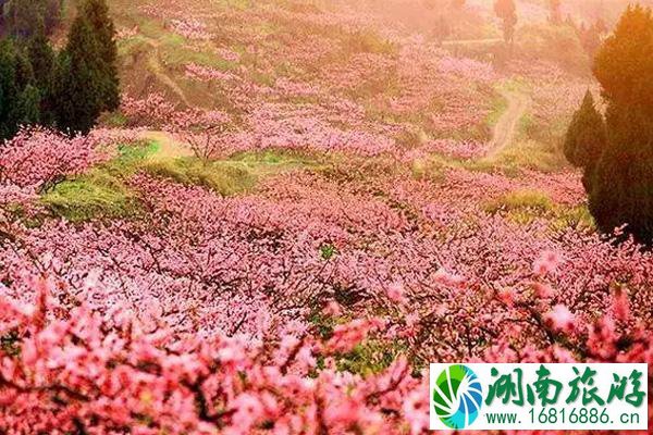 龙泉驿桃花节时间2022 附交通指南