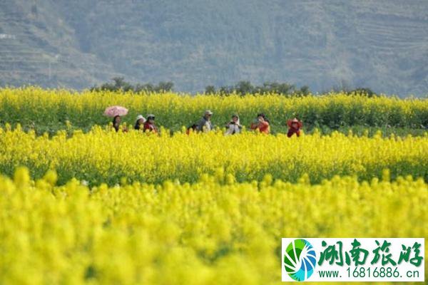 贵定油菜花2022开了没有