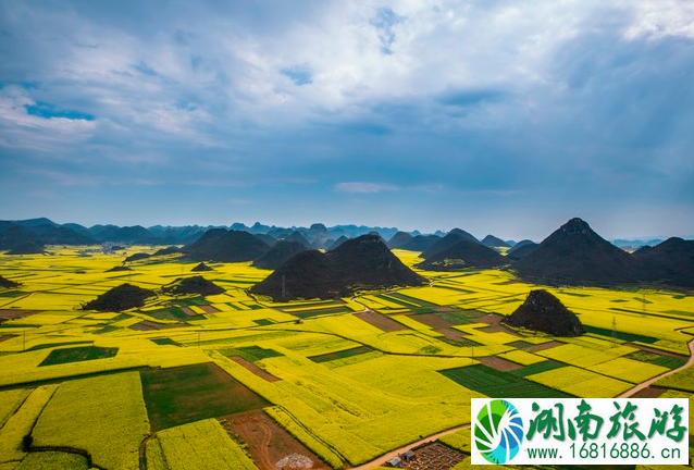 2022罗平油菜花最佳观景点在哪?