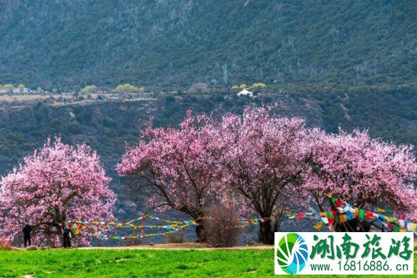 3月去哪里旅游合适 三四月赏花去哪赏花