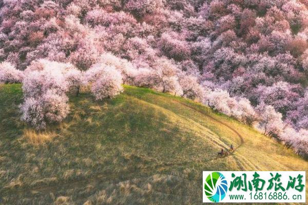 3月赏花去哪里 三月踏青赏花地点推荐