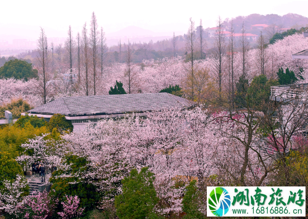 3月赏花去哪里 三月踏青赏花地点推荐