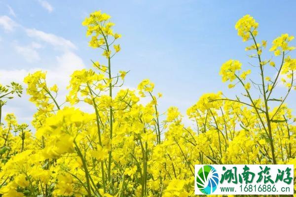 中国油菜花开花时间2022 国内油菜花哪里最有名