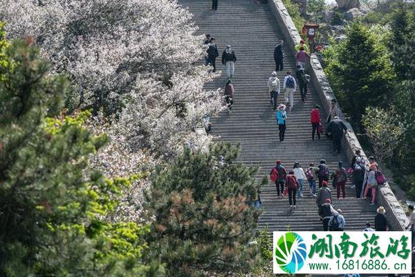 2020泰山海棠什么时候开和景点介绍