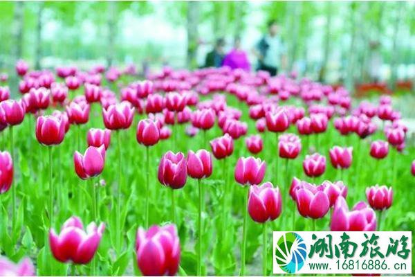 2020年延边州郁金香花海节时间和地点 延边州郁金香花海节门票优惠活动