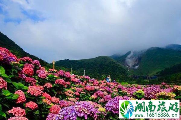 阳明山绣球花开花时间和观赏地点推荐