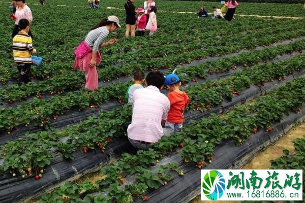 清远摘草莓的地方有哪些 清远摘草莓地点推荐