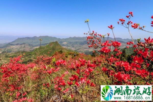 江门春季赏花的地方有哪些 江门春季赏花地点推荐