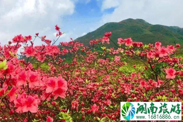 2021大围山杜鹃花什么时候开 大围山杜鹃花最佳时间