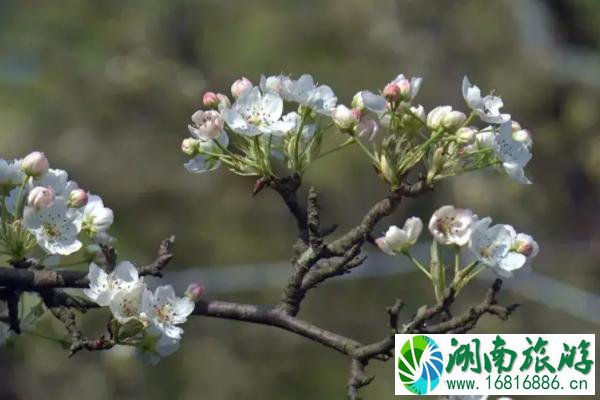 龙泉山有哪些赏花的好去处 龙泉山赏花地点推荐