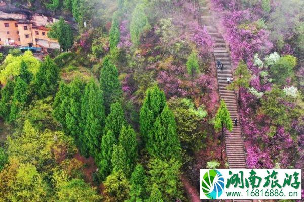 2021天台赤城山紫荆花什么时候开 天台赤城山紫荆花最佳观赏期