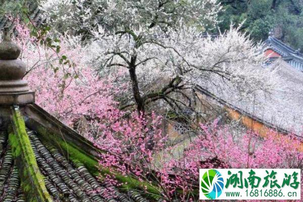 2021天台赤城山紫荆花什么时候开 天台赤城山紫荆花最佳观赏期