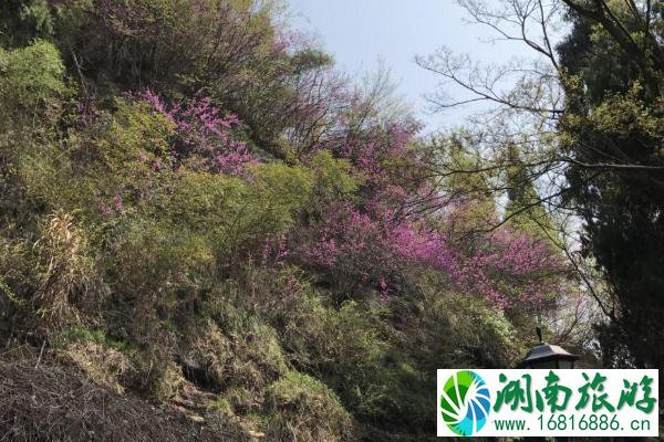 2021天台赤城山紫荆花什么时候开 天台赤城山紫荆花最佳观赏期