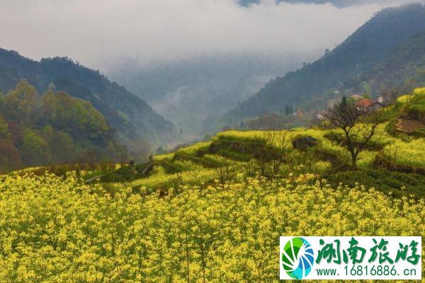 2021胥岭油菜花节什么时候开幕 胥岭油菜花节时间以及活动详情