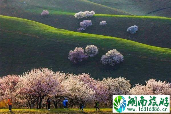 3月赏花最好的地方 3月赏花去哪里