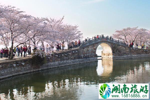 无锡鼋头渚樱花最佳拍照点 樱花拍照技巧