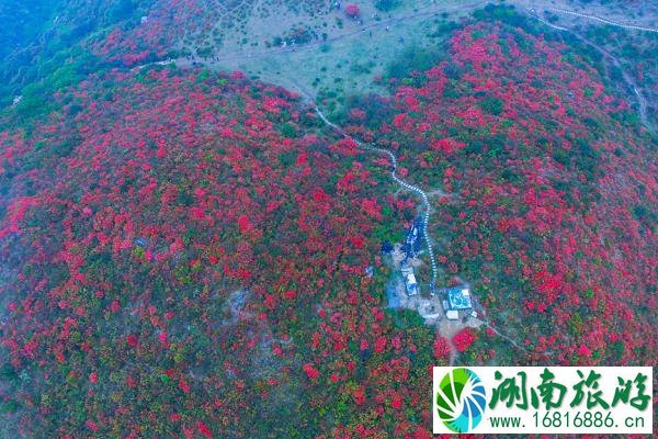 2021石城八卦脑景区杜鹃花几月开-杜鹃花观赏攻略