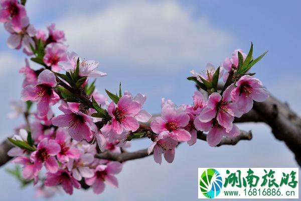 2021宽甸鸭绿江桃花节开幕时间-最佳赏花期