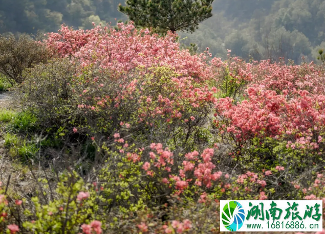 2021木兰云雾山杜鹃花什么时候开 云雾山杜鹃花门票及游玩攻略