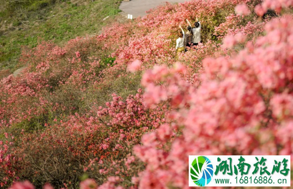 2021木兰云雾山杜鹃花什么时候开 云雾山杜鹃花门票及游玩攻略