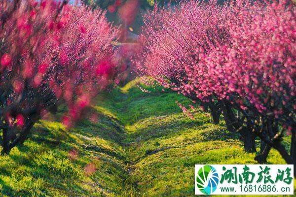 宜兴最值得去的赏梅花景点