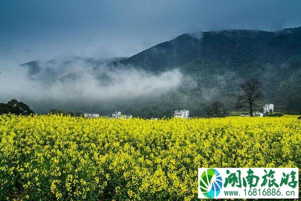 中国十大最美油菜花海 最佳观赏时间