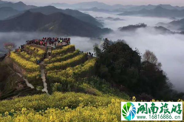 2022石潭村油菜花最佳观赏时间 石潭村油菜花观赏攻略