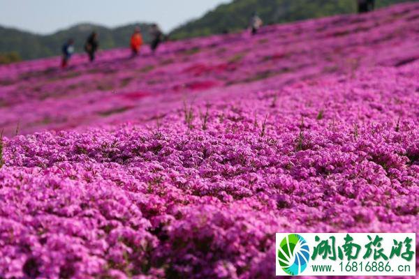 2022昆嵛山芝樱花什么时间开?昆嵛山芝樱花海在哪?