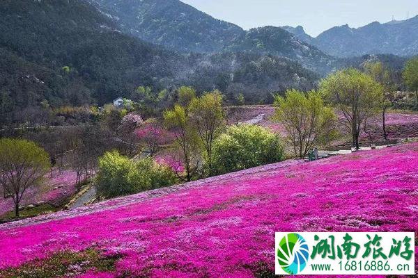 2022昆嵛山芝樱花什么时间开?昆嵛山芝樱花海在哪?