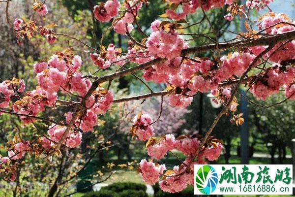 国内赏樱花的最好地方 最有名的樱花景点