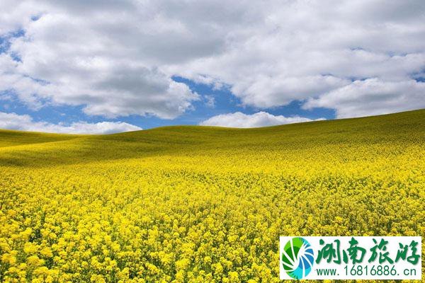 无锡油菜花哪个地方好看 最佳油菜花赏花地点