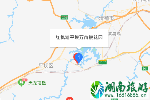 安顺樱花风景区在哪里 安顺樱花什么时候开2022