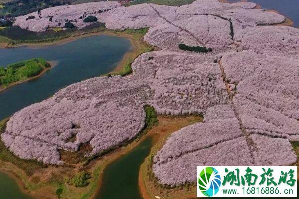 安顺樱花风景区在哪里 安顺樱花什么时候开2022